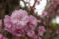 Closeup on the rich pink colored seasonal blossoming Japaneses cherry tree, Prunus serratula, standing in the garden Royalty Free Stock Photo