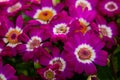 Closeup of richly blooming cineraria mauve flowers