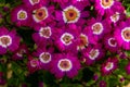 Closeup of richly blooming cineraria mauve flowers