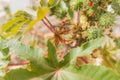 Closeup of Ricinus Communis castor oil plant. Royalty Free Stock Photo