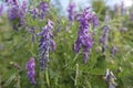 Closeup on the righ purple flowering bird vetch wildflower, Vicia cracca in a meadow