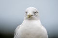 A closeup of ring-billed seagull`s face with green background.