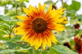 Closeup of a ring of fire sunflower - Michigan