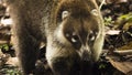 Closeup of Ring-tailed Coati Nasua nasua