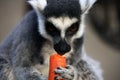 Closeup of a ring-tailed lemur eating a carrot Royalty Free Stock Photo