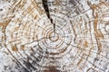 Closeup rings of chopped tree trunk