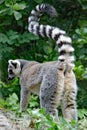 Closeup of a ringtailed lemur in a wildlife park Royalty Free Stock Photo