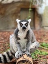 Closeup of Ringtailed Lemur sitting on a a wooden trunk