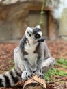 Closeup of Ringtailed Lemur sitting on a a wooden trunk