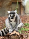 Closeup of Ringtailed Lemur sitting on a a wooden trunk