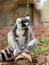 Closeup of Ringtailed Lemur sitting on a a wooden trunk