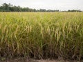 Closeup of rip rice in the paddy field near the harvest time Royalty Free Stock Photo