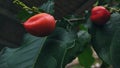 Closeup of ripe amazon nuts Royalty Free Stock Photo