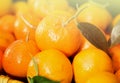 Closeup of ripe mandarins Royalty Free Stock Photo