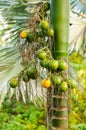 Closeup ripe areca nut or Areca catechu, raw betel nut Royalty Free Stock Photo