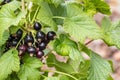 Ripe black currants on blackcurrant bush Royalty Free Stock Photo