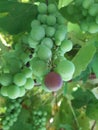 Closeup of a ripe black grape berry standing out in a bunch of unripe grapes Royalty Free Stock Photo