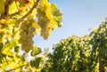 Closeup of ripe bunches of green wine grapes hanging on vine in vineyard against blue sky Royalty Free Stock Photo