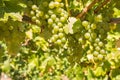 Ripe bunches of pinot gris grapes hanging on vine in vineyard with blurred background Royalty Free Stock Photo