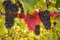 Closeup of ripe Cabernet Sauvignon grapes growing in vineyard at harvest time Royalty Free Stock Photo