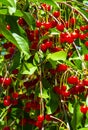 Closeup of ripe dark red cherries hanging on cherry tree branch with blurred background Royalty Free Stock Photo