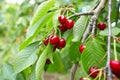 Closeup of ripe dark red cherries hanging on cherry tree branch Royalty Free Stock Photo