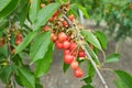 Closeup of ripe dark red cherries hanging on cherry tree branch Royalty Free Stock Photo