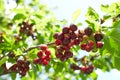 Closeup of ripe dark red cherries hanging on cherry tree branch Royalty Free Stock Photo