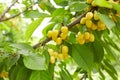 Closeup of ripe dark red cherries hanging on cherry tree branch Royalty Free Stock Photo