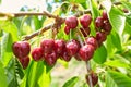 Closeup of ripe dark red cherries hanging on cherry tree branch Royalty Free Stock Photo