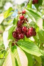 Closeup of ripe dark red cherries hanging on cherry tree Royalty Free Stock Photo