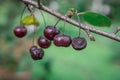 A closeup of ripe dark-red sweet cherries on cherry tree brunch Royalty Free Stock Photo