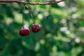 A closeup of ripe dark-red sweet cherries on cherry tree brunch Royalty Free Stock Photo