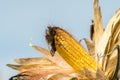 Closeup ripe Ear of Maize or corn on the stem ready for harvest. Zea mays. Agricultural concept Royalty Free Stock Photo