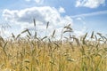 Closeup of ripe ears of rye against  blue sky with white clouds. Rural landscape. Rye field in gold color, natural background. Royalty Free Stock Photo