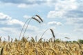 Closeup of ripe ears of rye against  blue sky with white clouds. Rural landscape. Rye field in gold color, natural background. Royalty Free Stock Photo