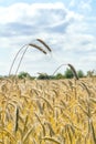 Closeup of ripe ears of rye against  blue sky with white clouds. Rural landscape. Rye field in gold color, natural background. Royalty Free Stock Photo