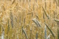 Closeup of ripe ears of rye.  Rye field in gold color, natural background, Rural landscape. Selective focus. Royalty Free Stock Photo