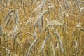 Closeup of ripe ears of rye.  Rye field in gold color, natural background, Rural landscape. Selective focus. Royalty Free Stock Photo