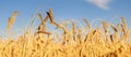 Closeup of ripe ears of wheat in the wheat field under the blue sky Royalty Free Stock Photo