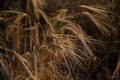 Closeup of ripe ears of wheat Royalty Free Stock Photo