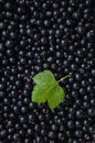 A closeup of freshly collected ripe juicy black currant berries an a green leaf Royalty Free Stock Photo