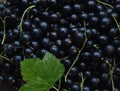 A closeup of freshly collected ripe juicy black currant berries decorated with a green leaf Royalty Free Stock Photo