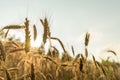 Closeup of ripe golden wheat ears