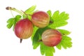 Closeup of ripe gooseberry with leaf. Royalty Free Stock Photo