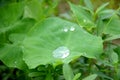 Closeup the ripe green arabic leaf inside water drops over out of focus green brown background Royalty Free Stock Photo