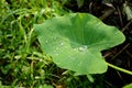 Closeup the ripe green arabic leaf inside water drops over out of focus green brown background Royalty Free Stock Photo