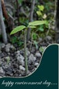 closeup the ripe green mango plant with brown soil growing in the farm environment heal earth and save the world Royalty Free Stock Photo