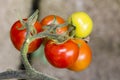 Closeup on ripe and green tomatoes growing on vine in greenhouse Royalty Free Stock Photo