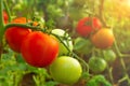 Closeup on ripe and green tomatoes growing on vine in greenhouse Royalty Free Stock Photo